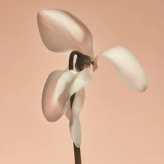 Missing Person Fragrance Duet
